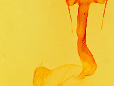 genitalia view of adult Homorthodes sp.