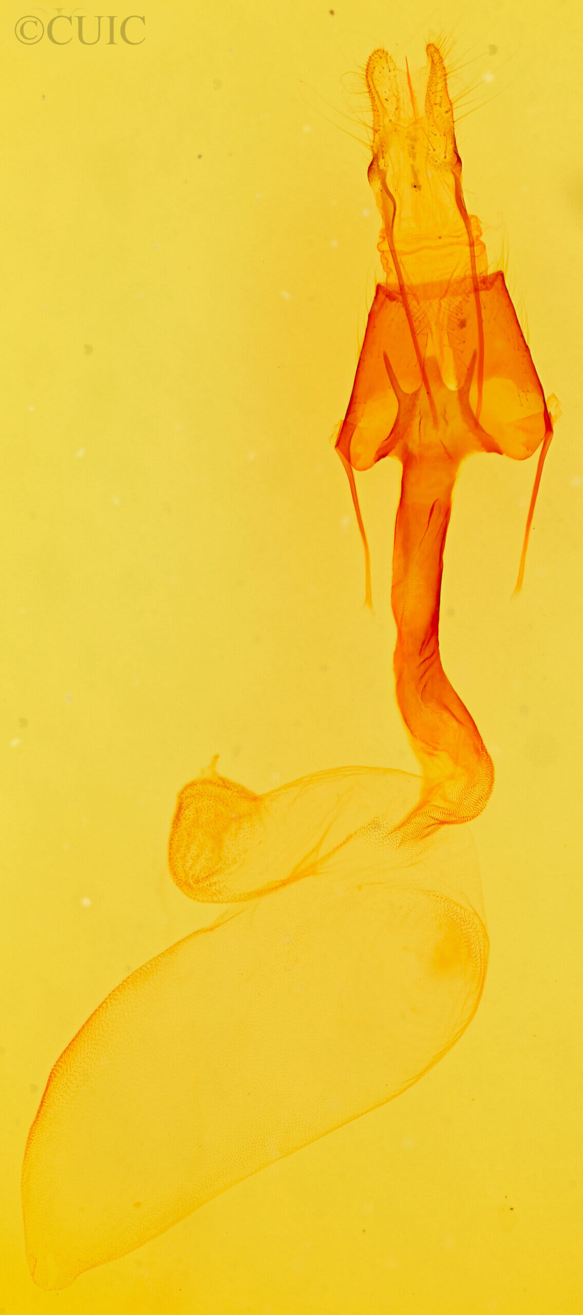 genitalia view of adult Homorthodes sp.