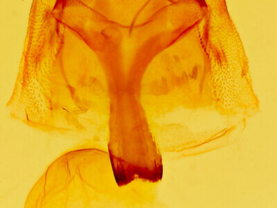 genitalia view of adult Anycteola fotelloides