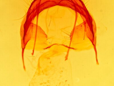 genitalia view of adult Moresa sp.