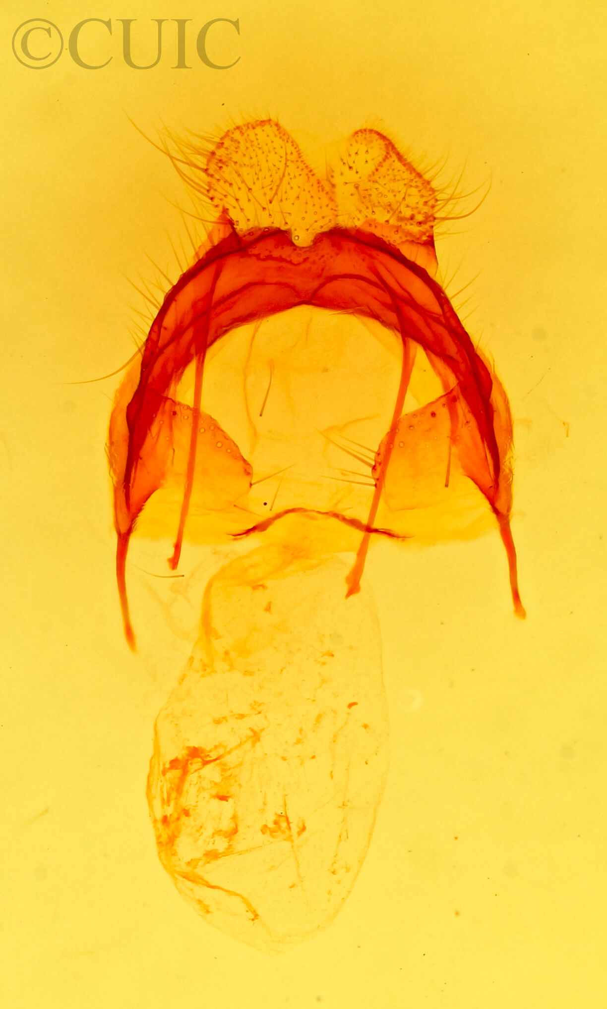 genitalia view of adult Moresa sp.