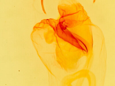 genitalia view of adult Prothrinax luteomedia