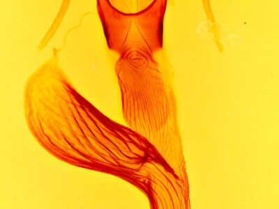 genitalia view of adult Leucania pseudargyria