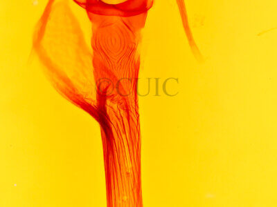 genitalia view of adult Leucania inermis