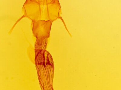 genitalia view of adult Leucania ursula