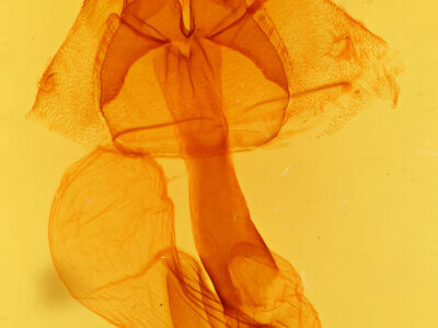 genitalia view of adult Marilopteryx lutina