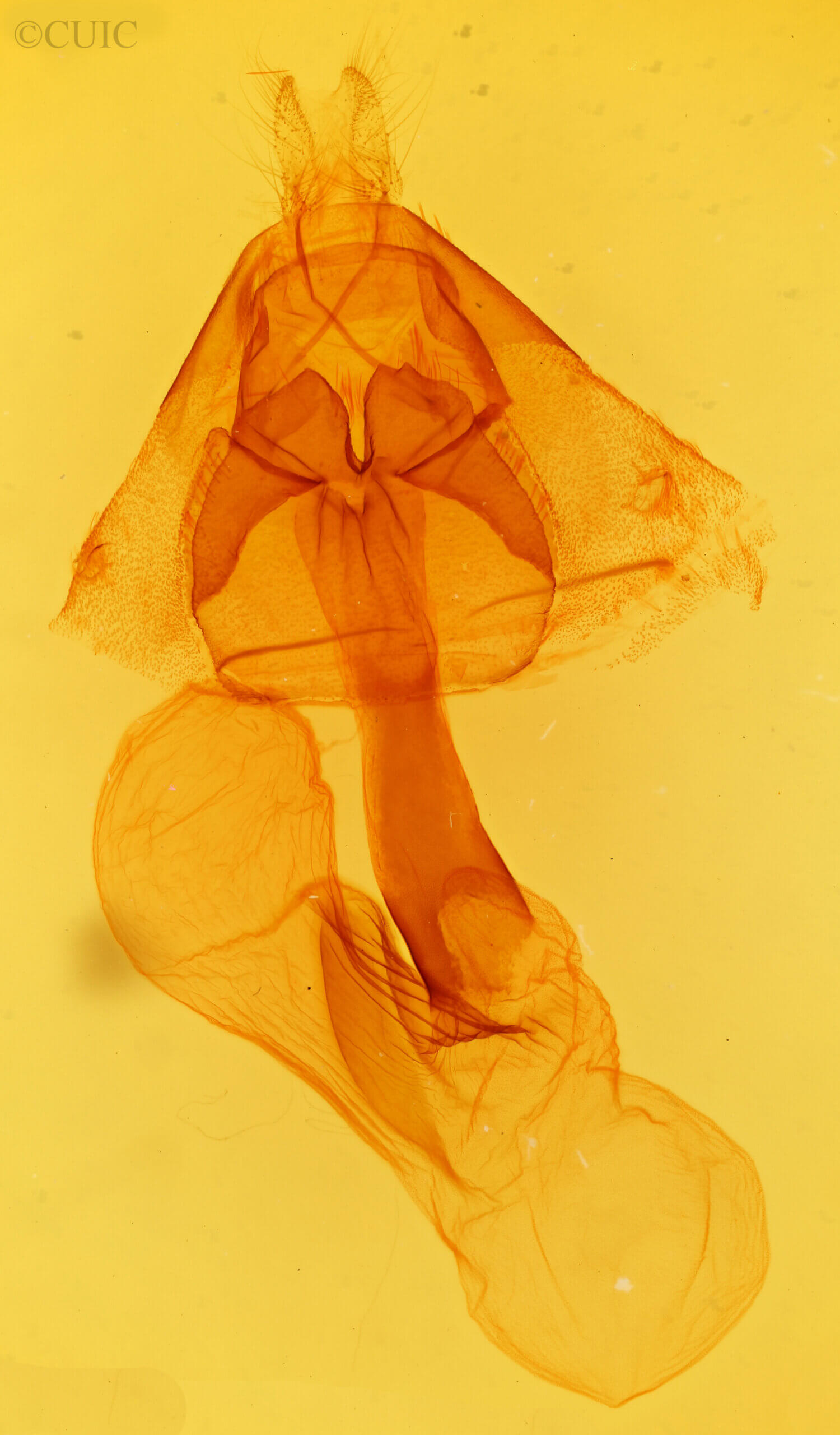 genitalia view of adult Marilopteryx lutina