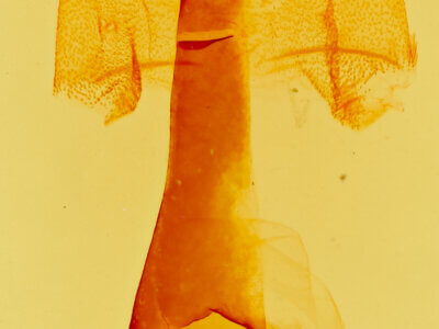 genitalia view of adult Homorthodes sp.