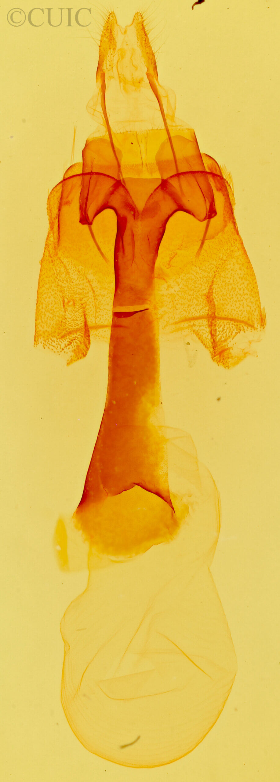 genitalia view of adult Homorthodes sp.
