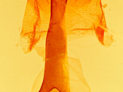 genitalia view of adult Homorthodes sp.