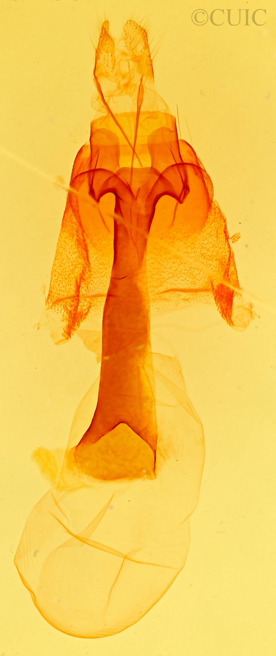 genitalia view of adult Homorthodes sp.