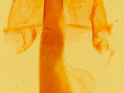 genitalia view of adult Homorthodes sp.