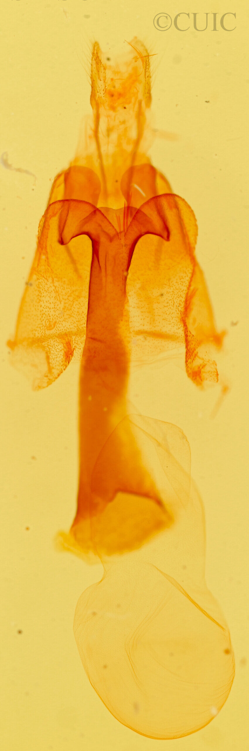 genitalia view of adult Homorthodes sp.