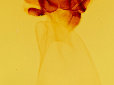 genitalia view of adult Charadra deridens