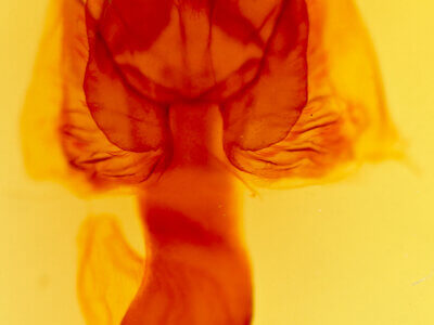 genitalia view of adult Marilopteryx carancahua