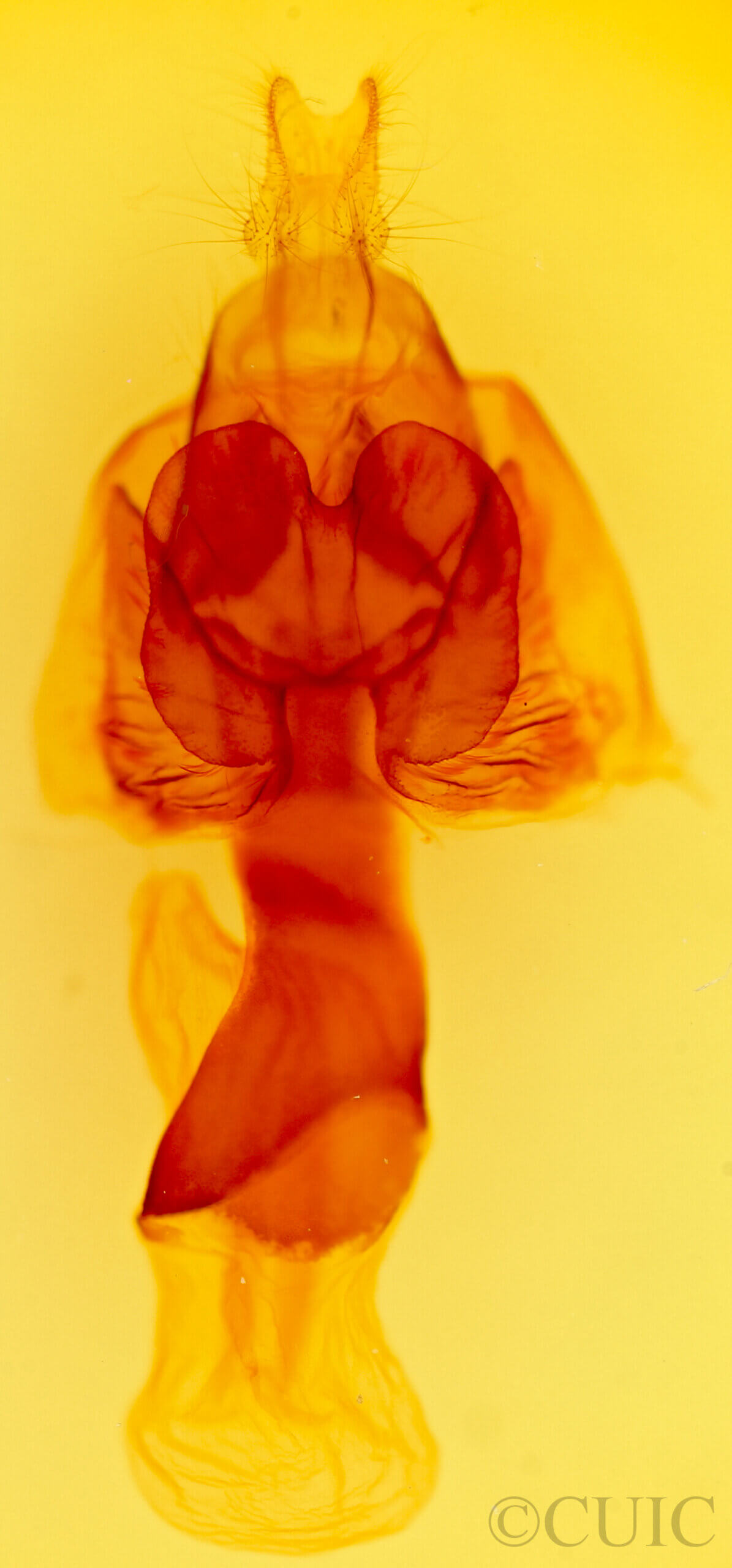 genitalia view of adult Marilopteryx carancahua