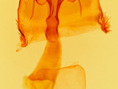 genitalia view of adult Homorthodes lindseyi