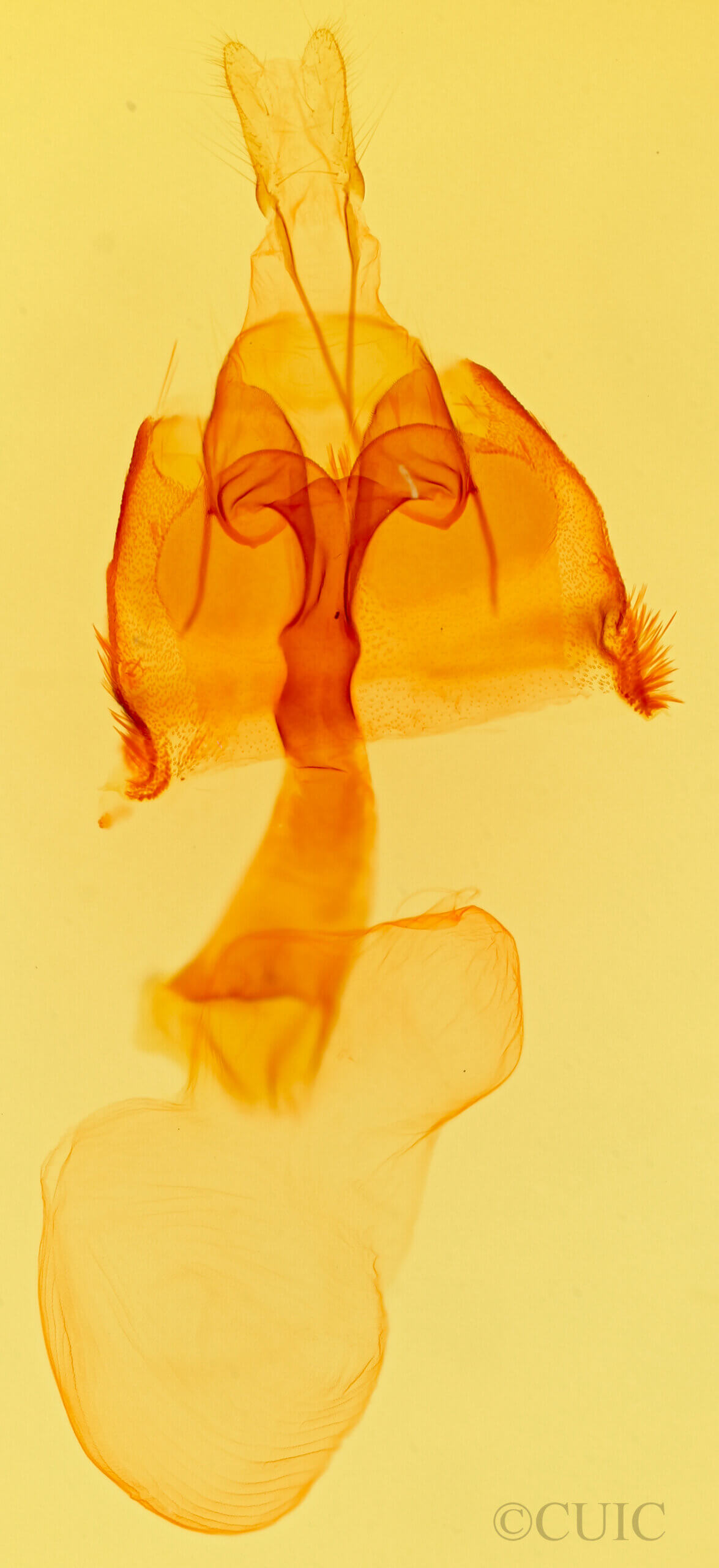 genitalia view of adult Homorthodes lindseyi