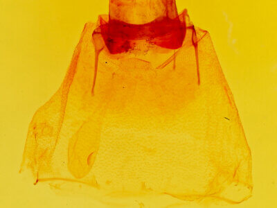 genitalia view of adult Psammathodoxa cochlidioides