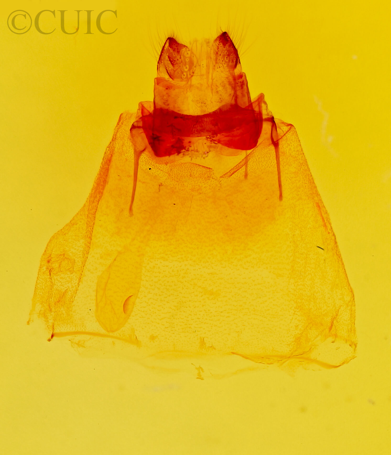 genitalia view of adult Psammathodoxa cochlidioides