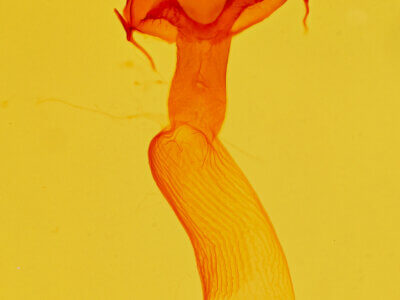 genitalia view of adult Scotogramma submarina?