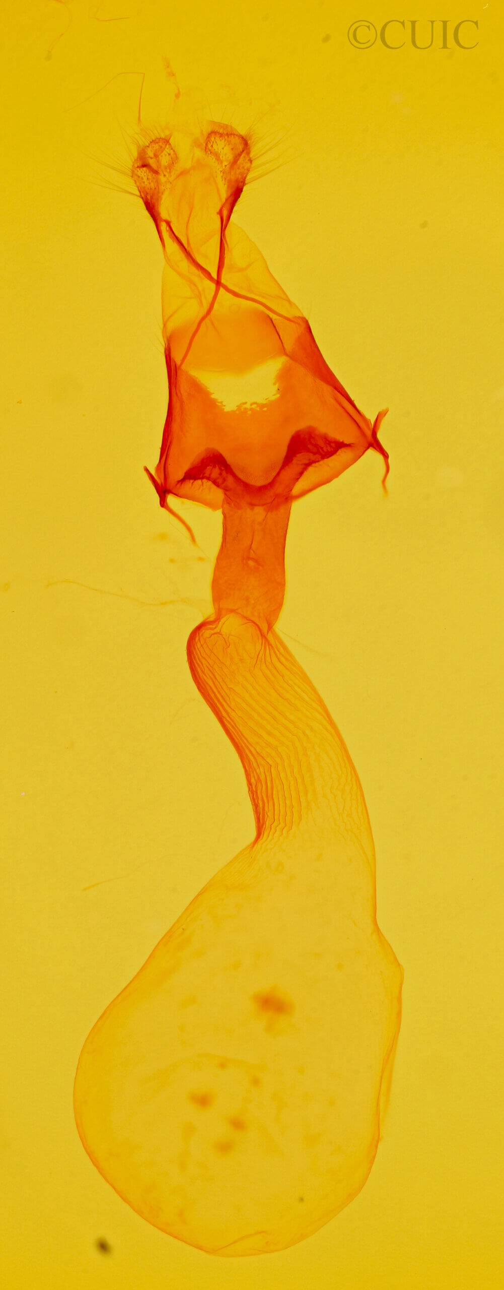 genitalia view of adult Scotogramma submarina?