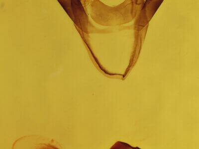 genitalia view of adult Apantesis quensili