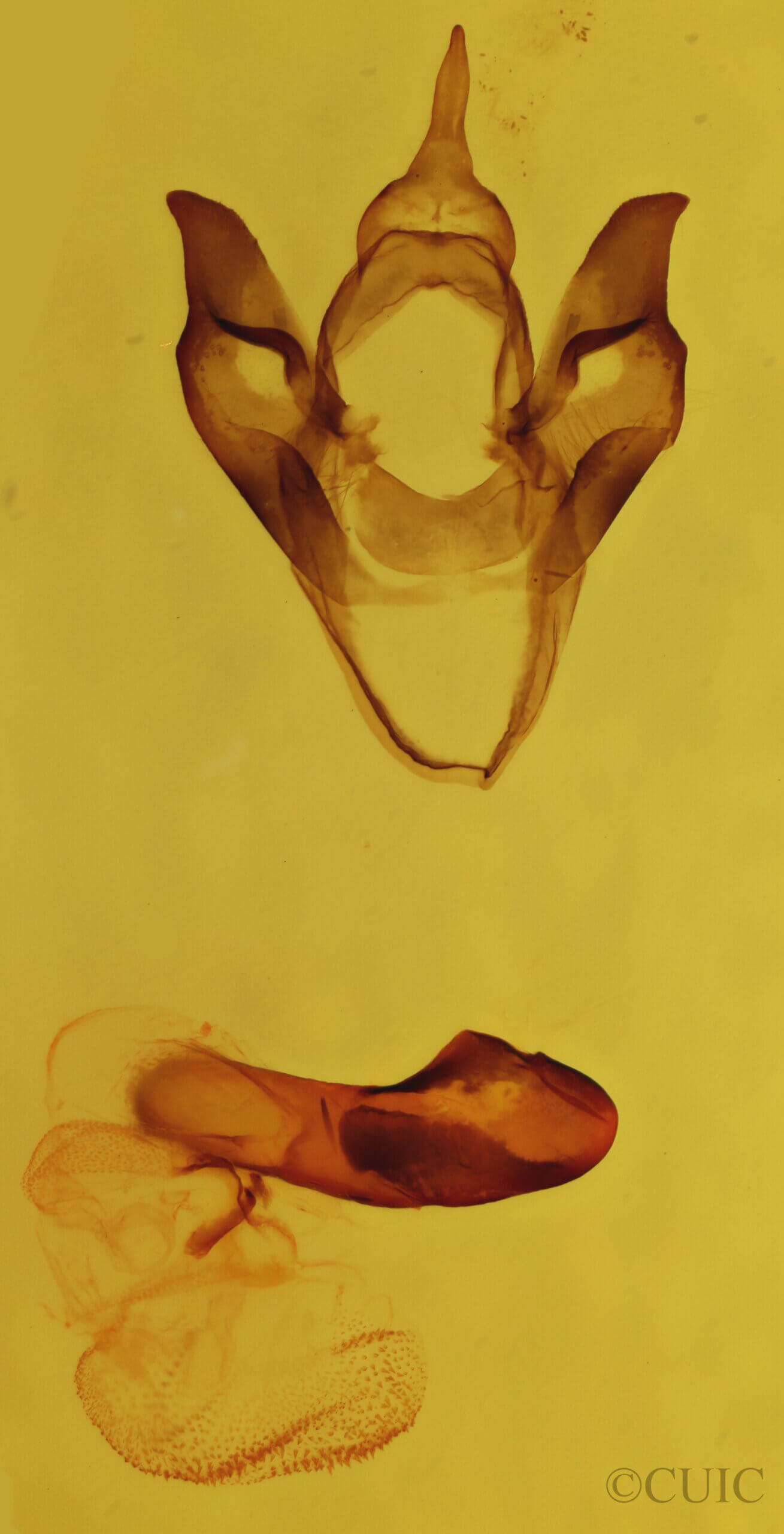 genitalia view of adult Apantesis quensili