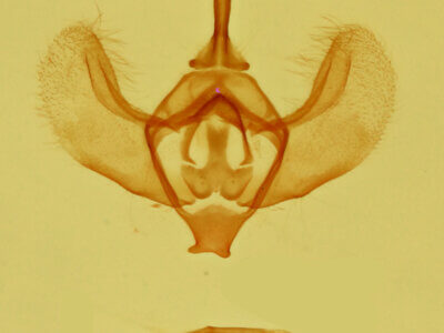 genitalia view of adult Operophtera brumata