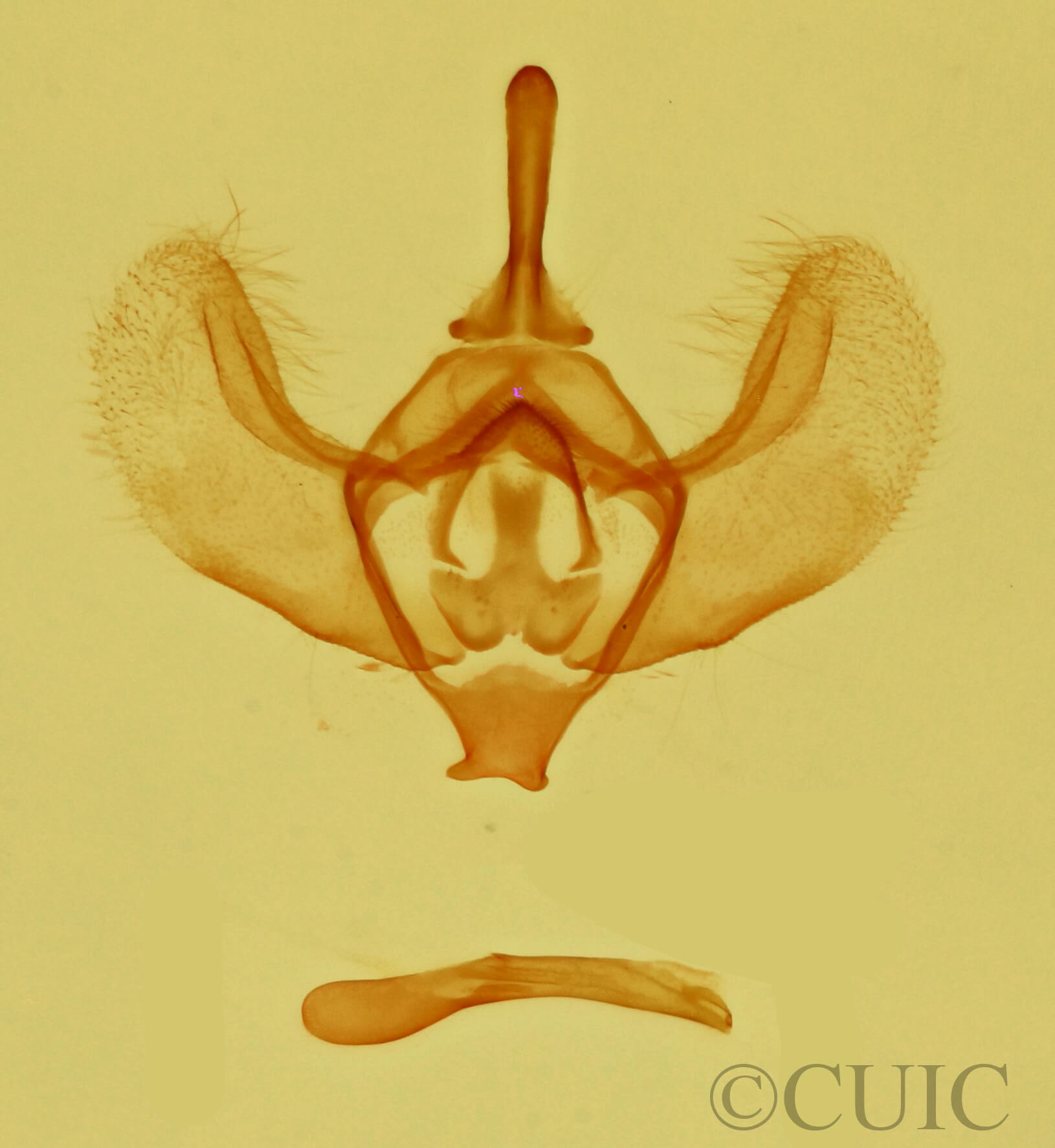 genitalia view of adult Operophtera brumata