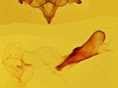 genitalia view of adult Cisseps fulvicollis