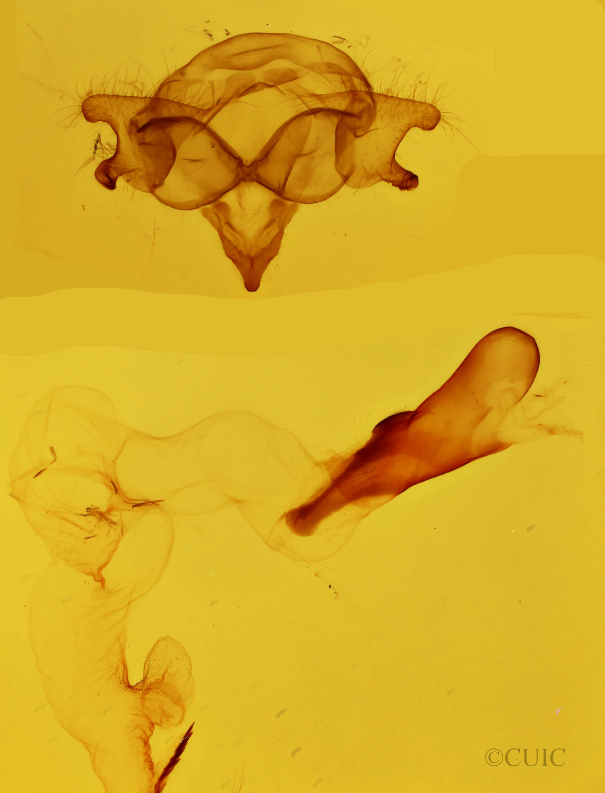 genitalia view of adult Cisseps fulvicollis