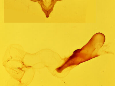 genitalia view of adult Cisseps fulvicollis