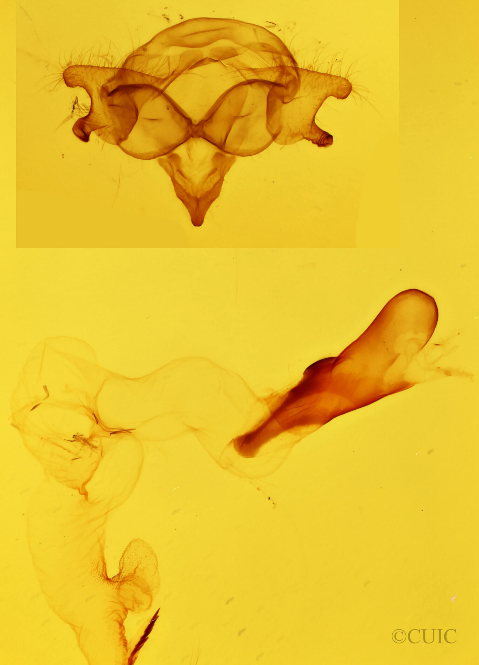 genitalia view of adult Cisseps fulvicollis