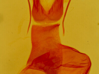 genitalia view of adult Caradrina camina