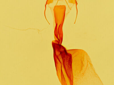 genitalia view of adult Acontia albifusa