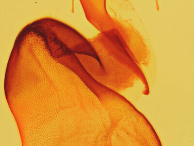 genitalia view of adult Tarache areli