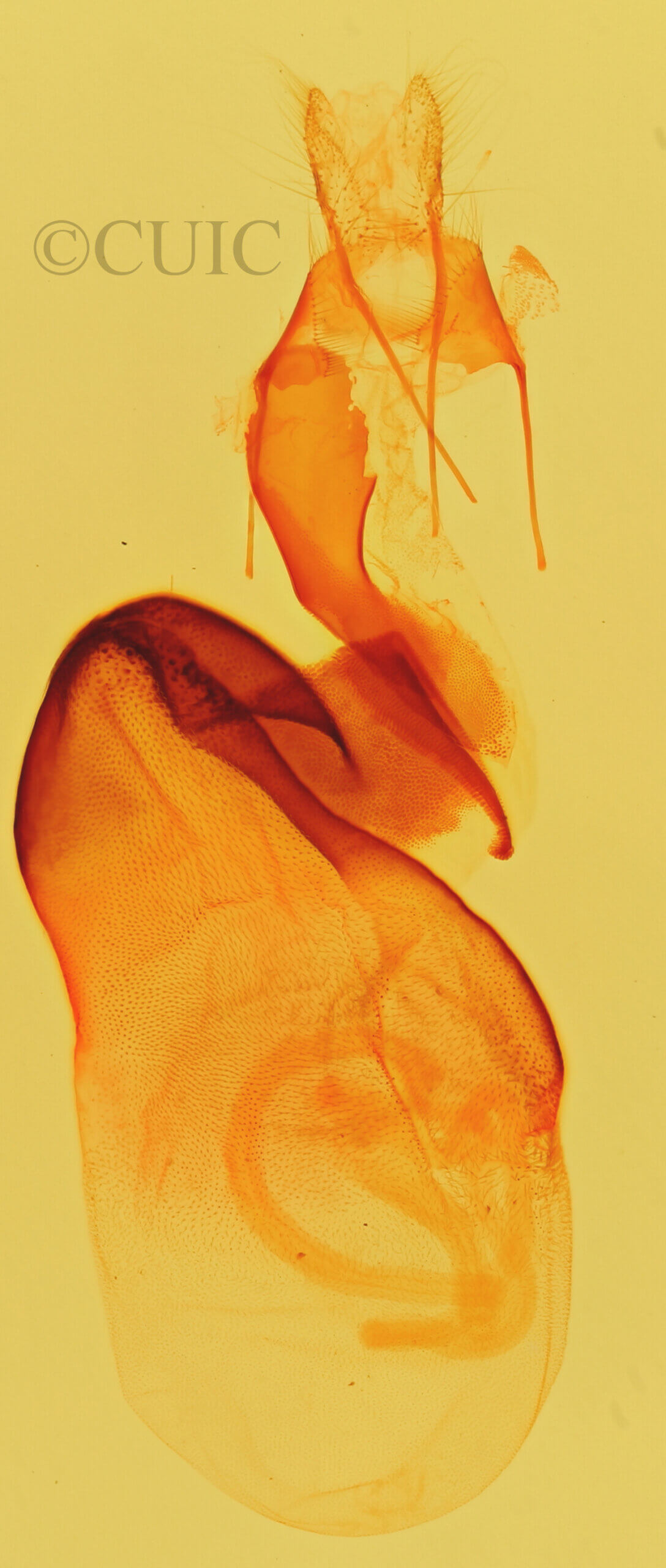 genitalia view of adult Tarache areli