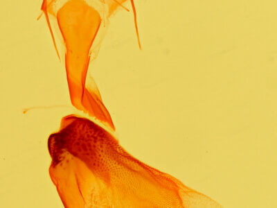 genitalia view of adult Tarache toddi