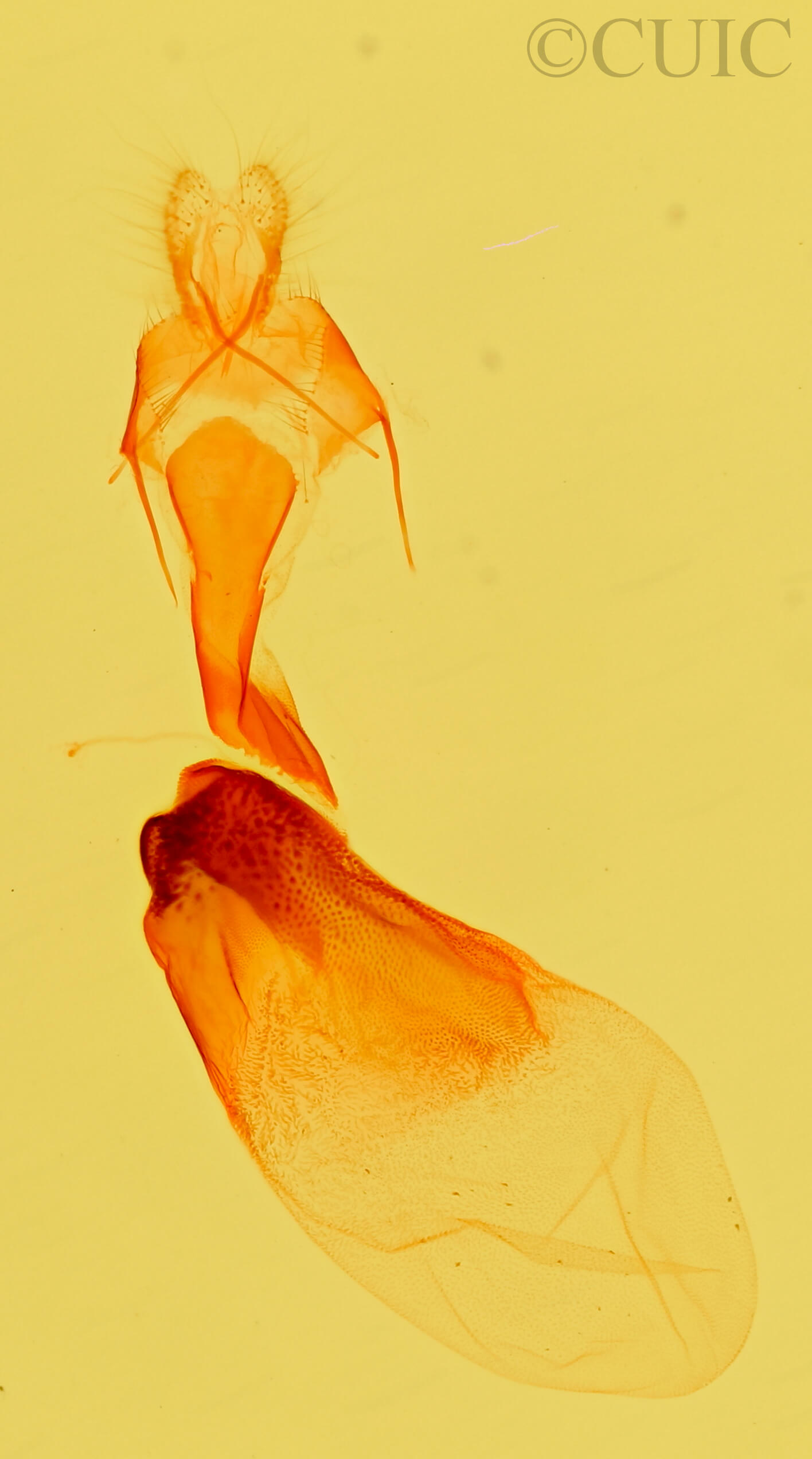 genitalia view of adult Tarache toddi