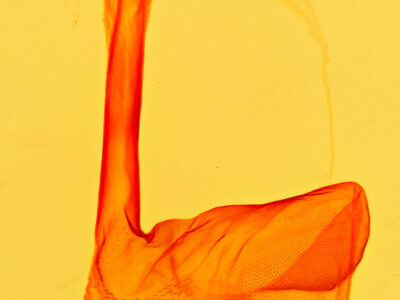 genitalia view of adult Tarache arelioides