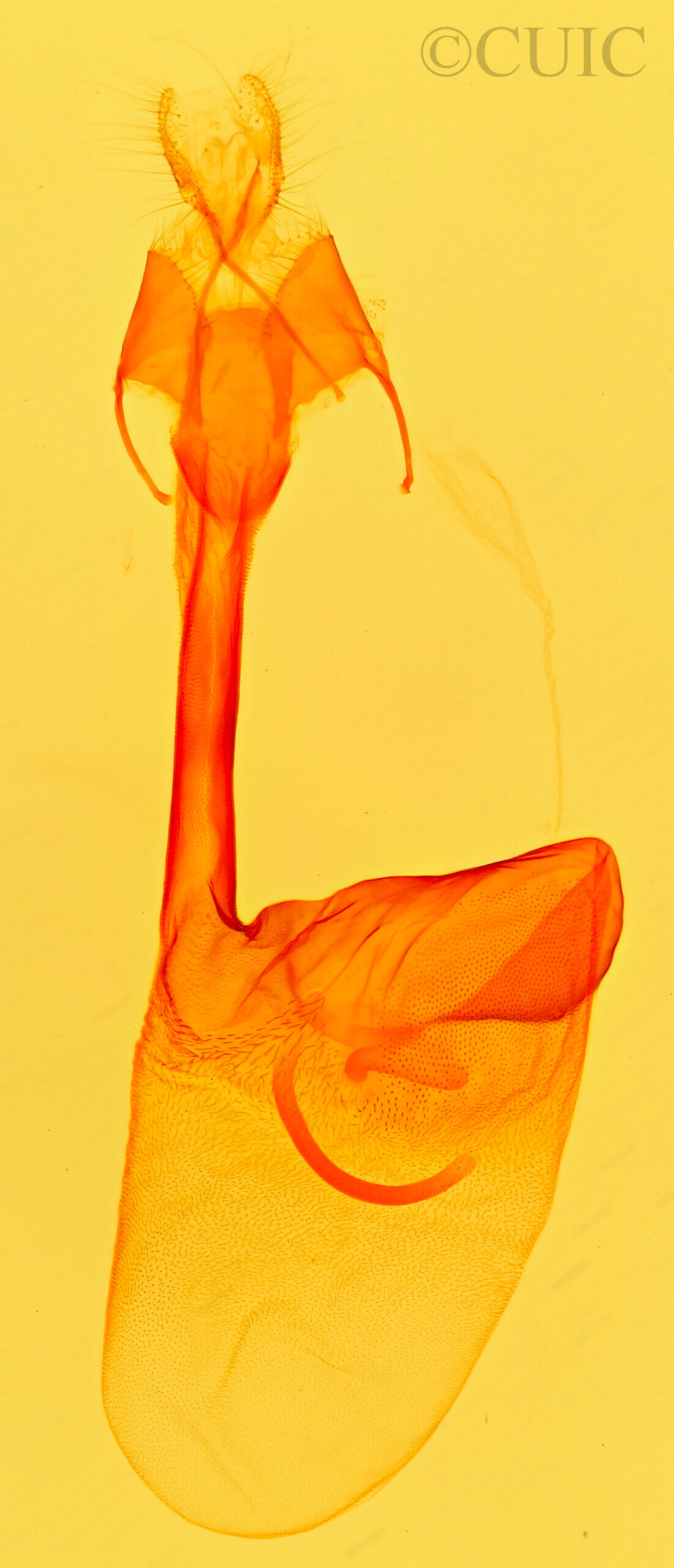 genitalia view of adult Tarache arelioides