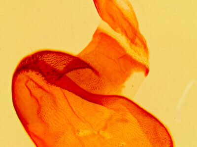 genitalia view of adult Tarache areli