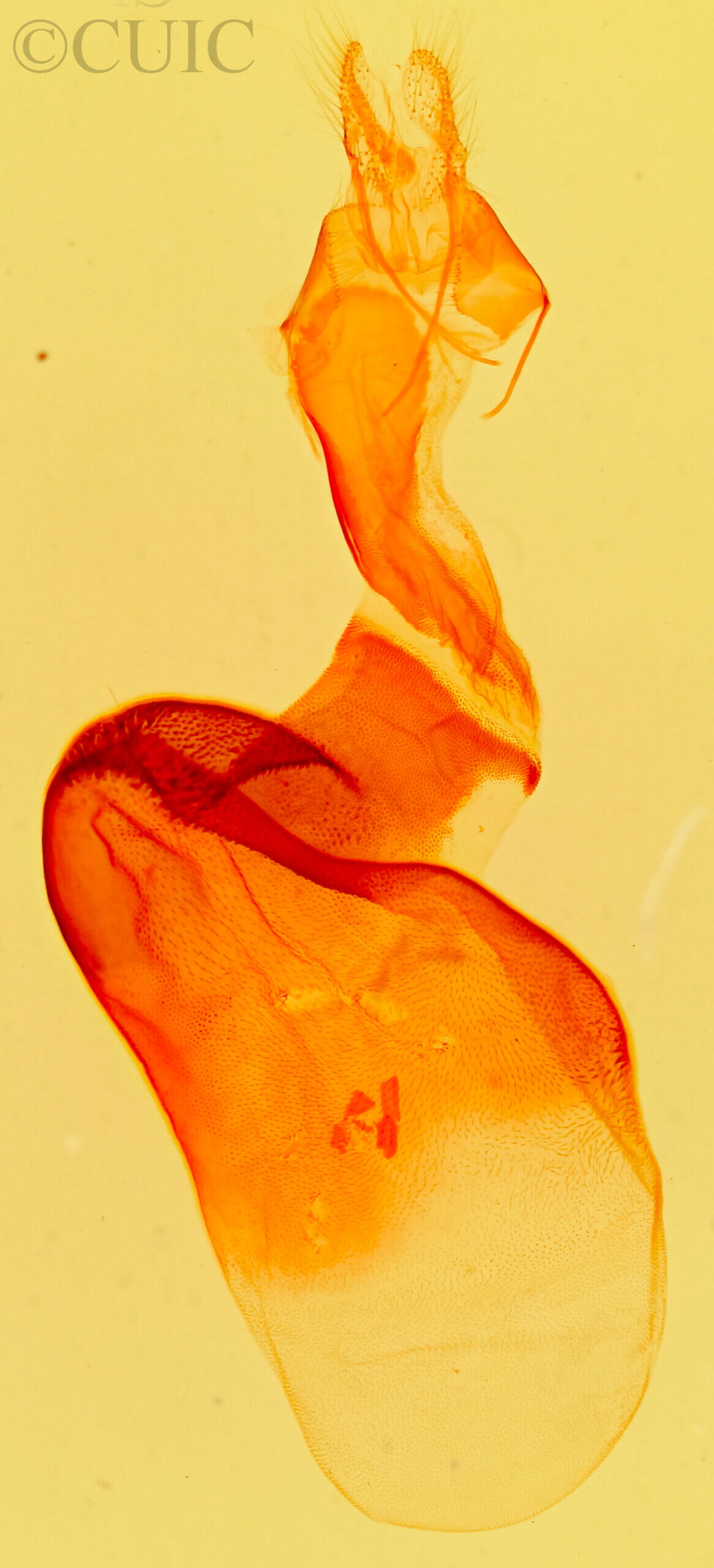 genitalia view of adult Tarache areli