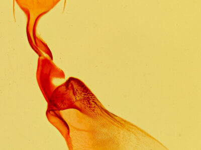 genitalia view of adult Tarache geminoculaFerris & Laf, 2009