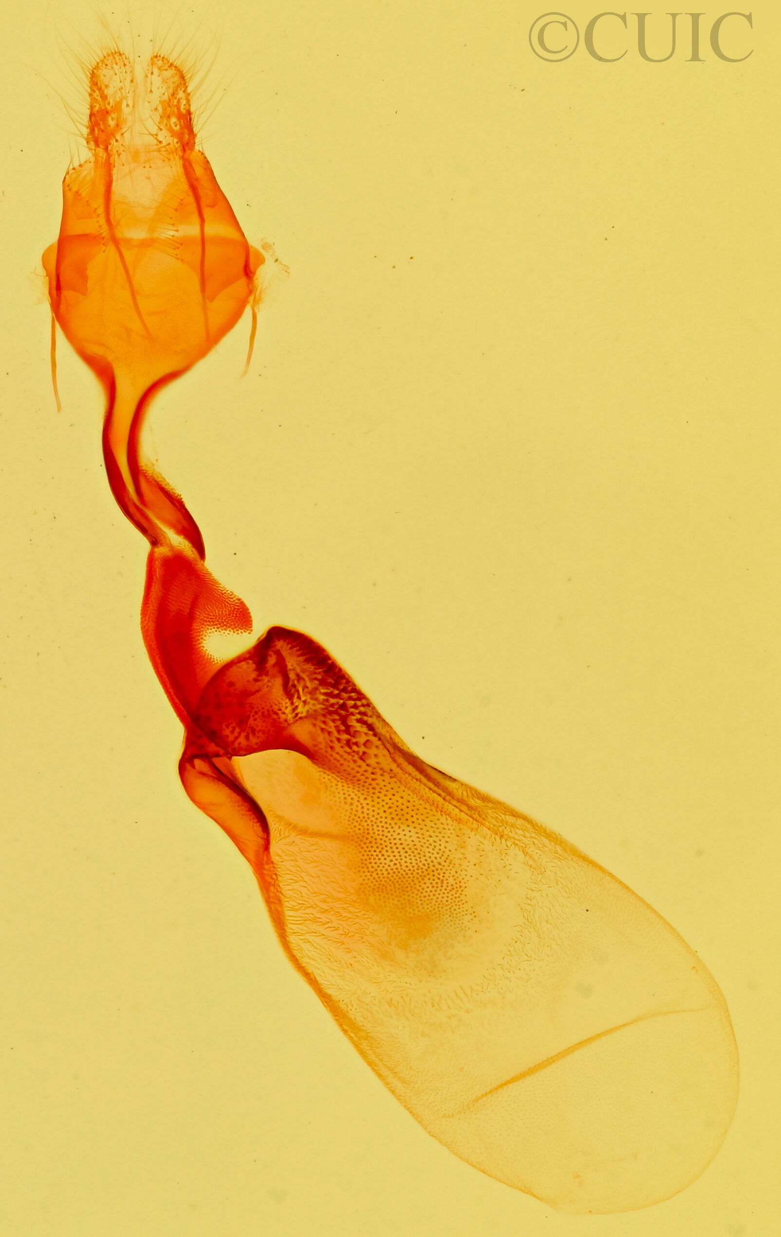 genitalia view of adult Tarache geminoculaFerris & Laf, 2009