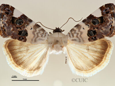 dorsal view of adult Tarache geminoculaFerris & Laf, 2009