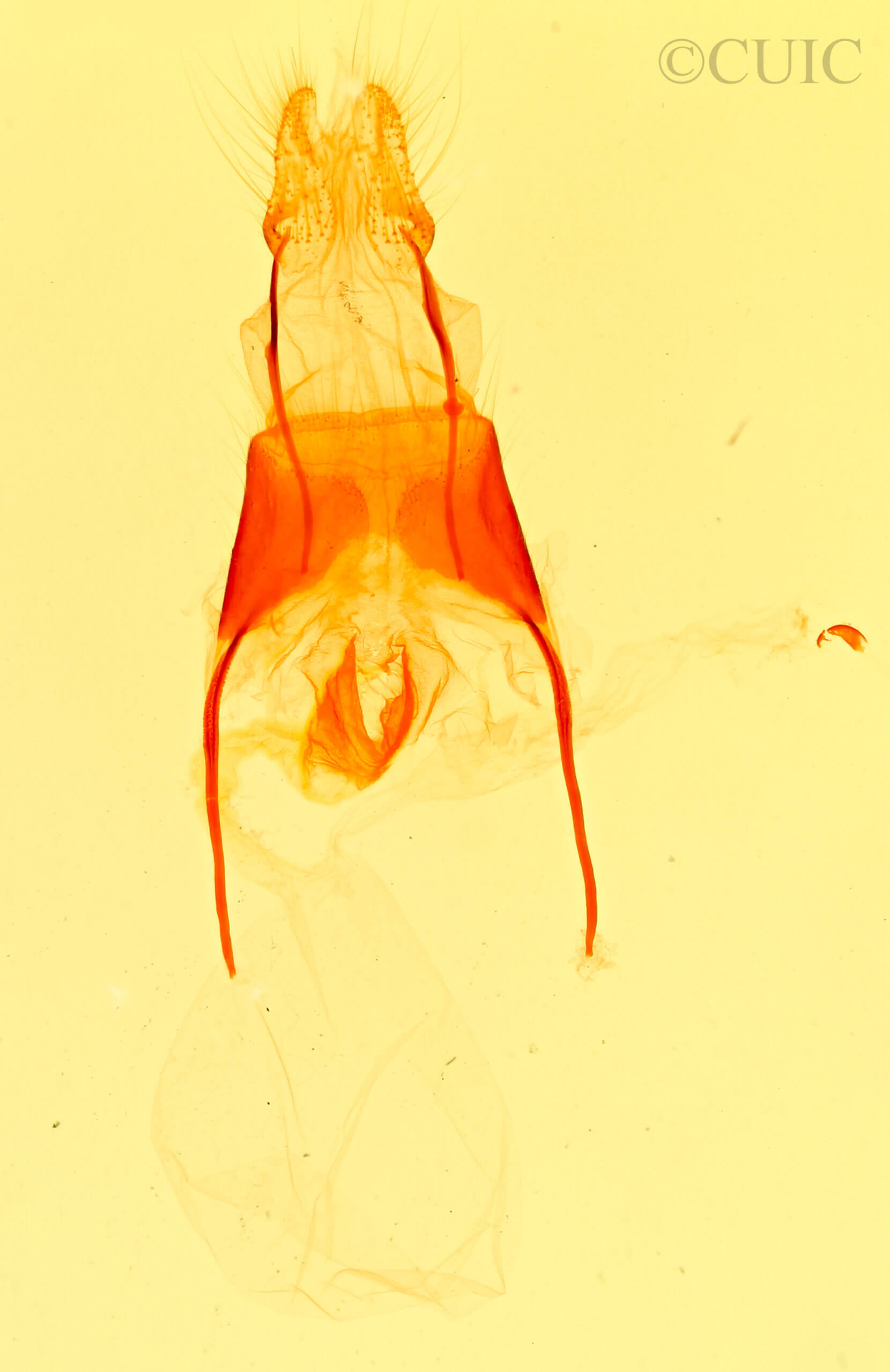 genitalia view of adult Xerociris wilsonii