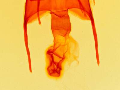 genitalia view of adult Gerrodes minatea