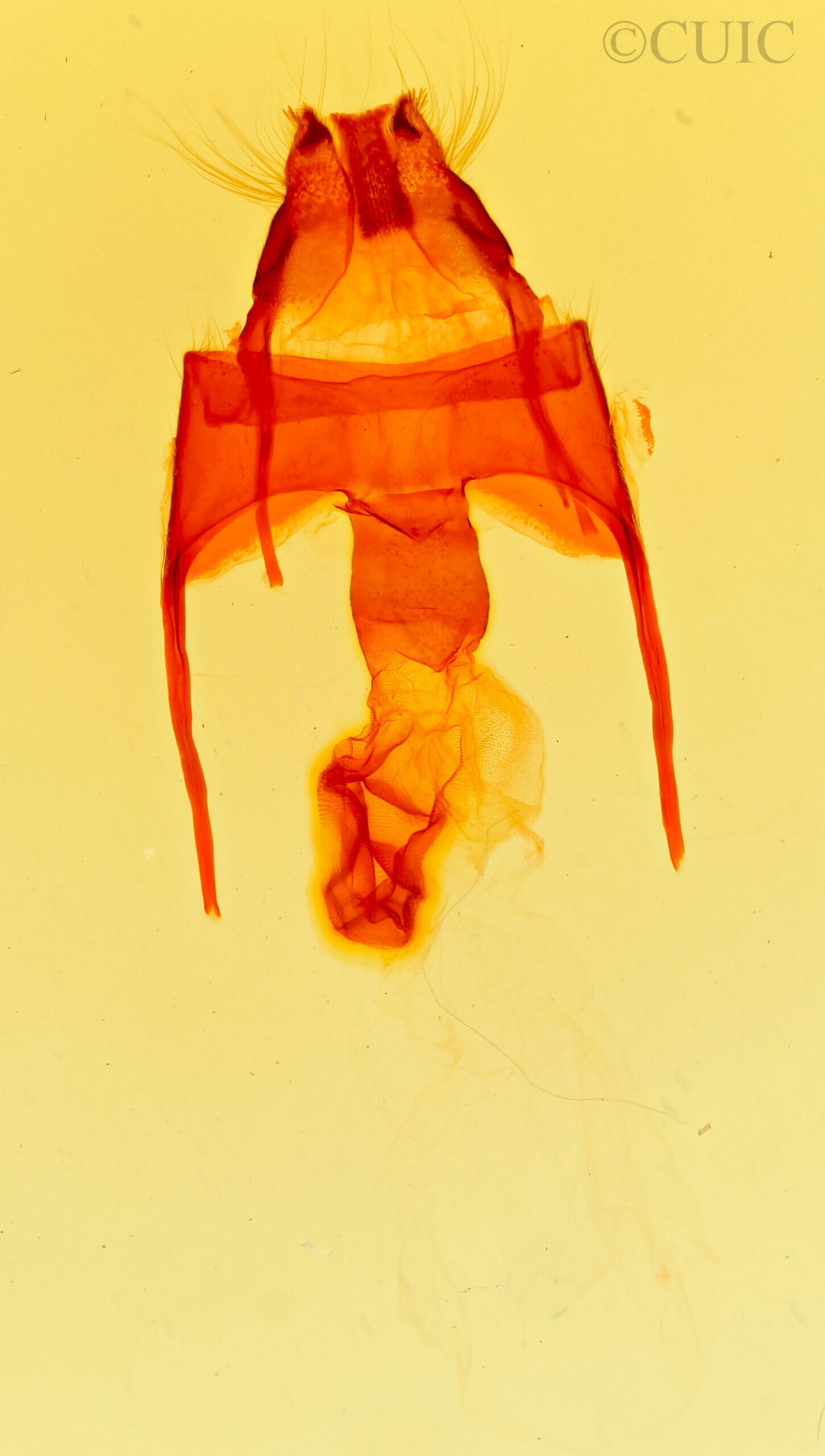 genitalia view of adult Gerrodes minatea